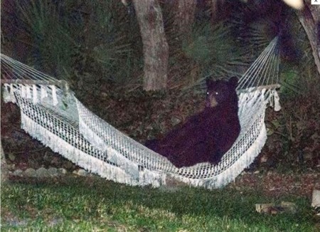 Bear On A Hammock