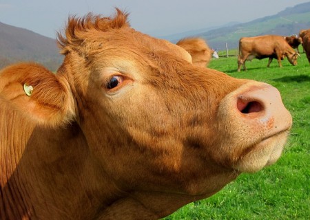 Cow - Public Domain