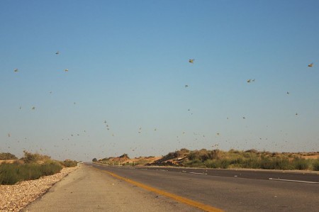 Grasshoppers - Photo by Adam Matan