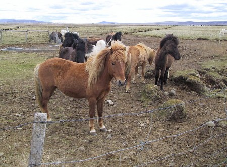 Horses - Photo by Kris Arnold