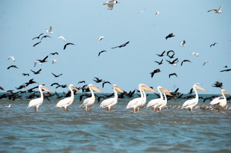 Pelicans - Photo by Elena Pleskevich