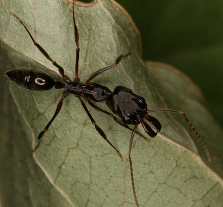 Trap Jaw Ant - Photo by Nathan Burkett-Cadena