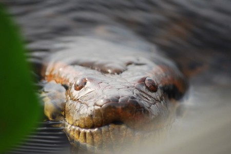 Anaconda - Photo by Daniel10ortegaven
