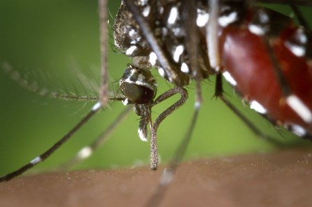 Asian Tiger Mosquito - Public Domain