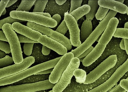 Bacteria - Public Domain