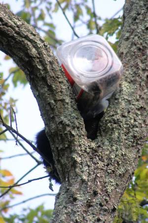 Bear Cub Head Stuck In Cookie Jar - Photo by New Jersey Department of Environmental Protection