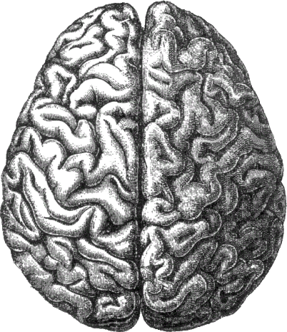 Brain - Public Domain