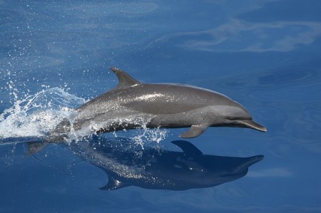 Dolphin - Public Domain