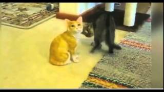 Kitten Battle
