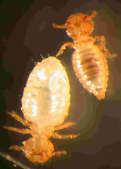 Lice - Photo from Wikipedia
