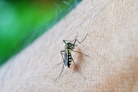 Malaria - Public Domain