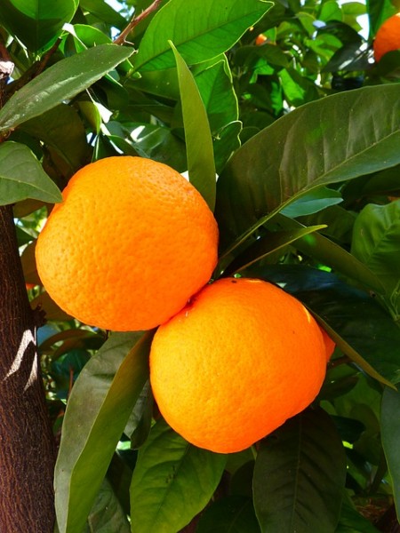 Orange Tree - Public Domain