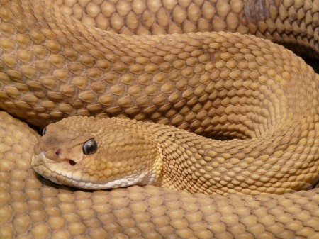 Rattlesnake - Public Domain