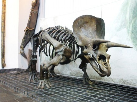 Triceratops - photo by Ghedoghedo