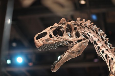 Tyrannosaurus - Public Domain