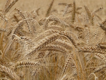 Wheat - Public Domain