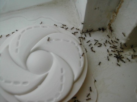 Argentine Ants - Public Domain