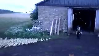 Ducks At Attention - YouTube