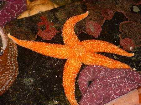 Sea Stars - Public Domain