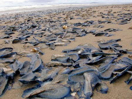 Velella - Photo by Dan from the United Kingdom