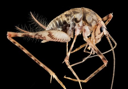 Camel Cricket - Photo by USGS Bee Inventory and Monitoring Lab