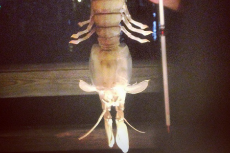 Florida Angler Catches Giant, Terrifying Shrimp-Like Creature