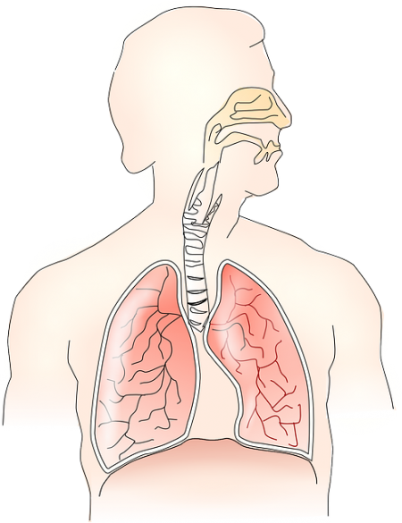 Respiratory System - Public Domain