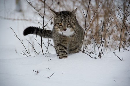 Snow Cat - Public Domain