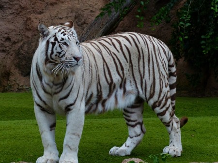 White Tiger - Public Domain