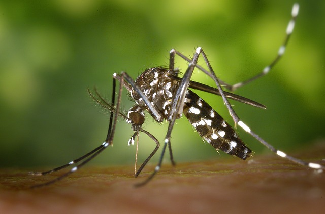 Dengue Fever - Public Domain