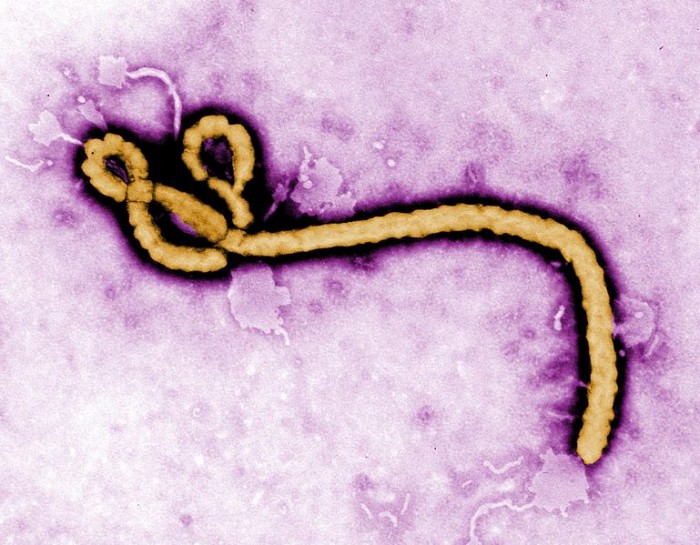 Ebola Virus - CDC