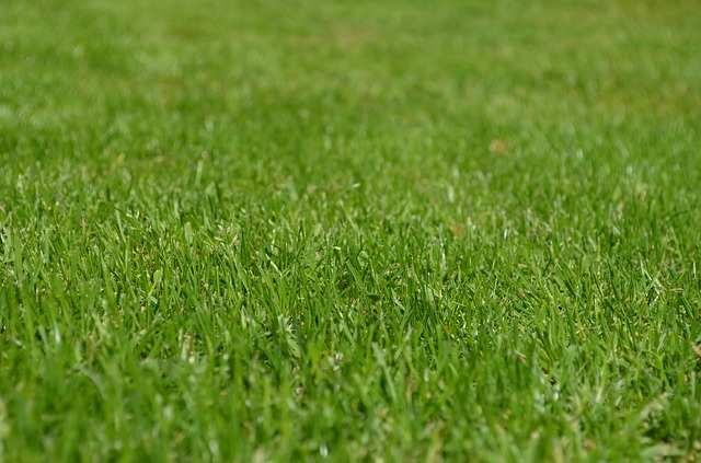 Lawn - Public Domain