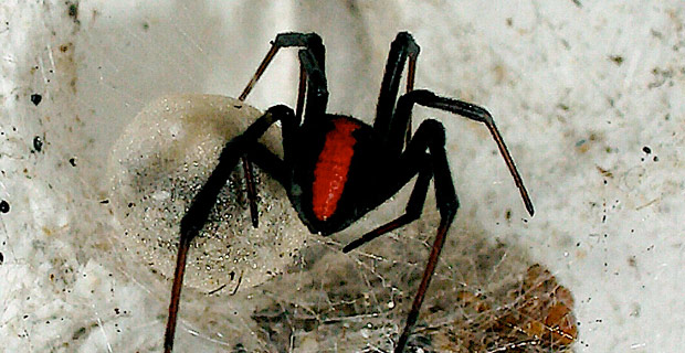 Redback Spider - Photo by mikeblogs on Flickr