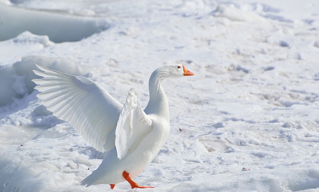 Goose Snow - Public Domain