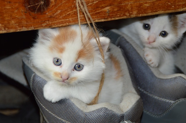 Kittens - Public Domain