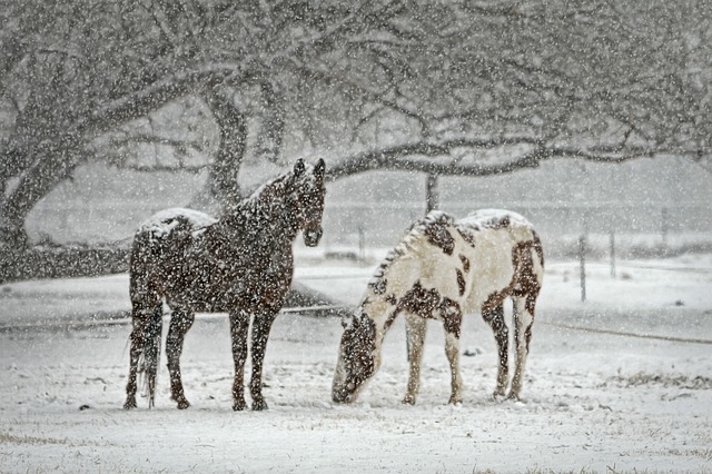 Snow - Public Domain