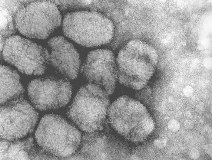 Virus - Public Domain