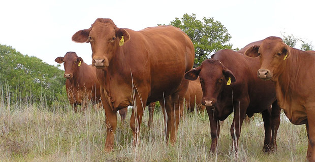 Cattle - Photo by Sean Hayford O'Leary on Flickr