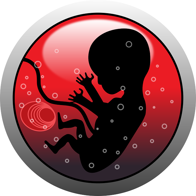 Embryo - Public Domain