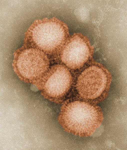 Flu Virus - Public Domain