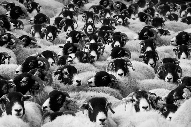 Sheep In A Crowd - Public Domain