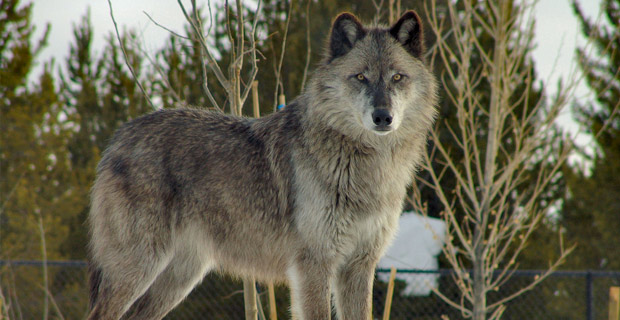 Wolf - Photo by Dennis Matheson on Flickr