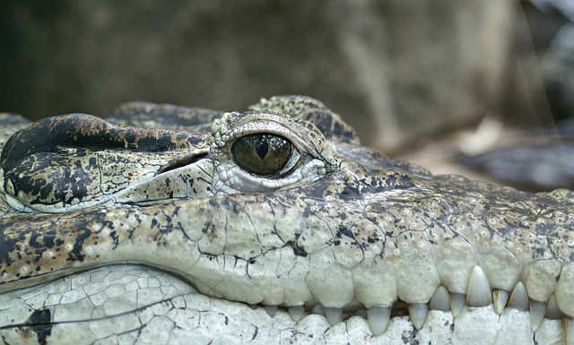 Alligator - Public Domain