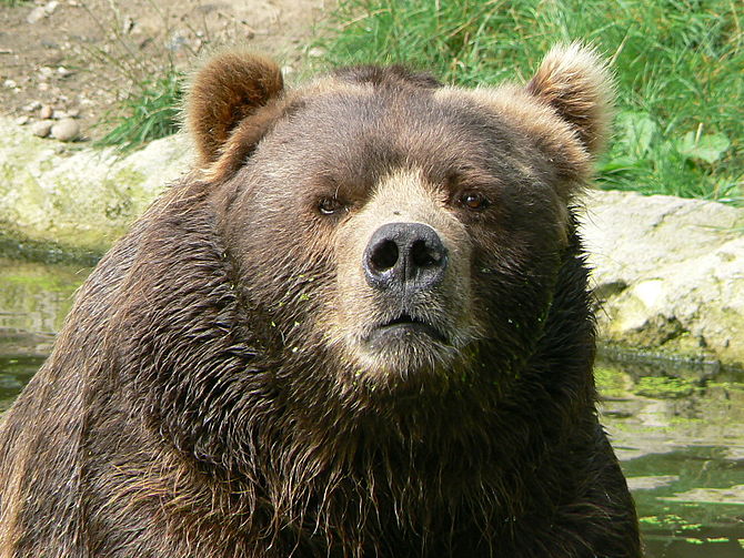 Bear - Wikipedia