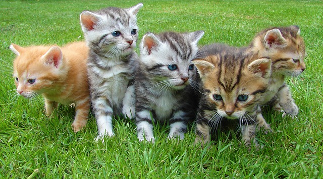 Kittens - Public Domain
