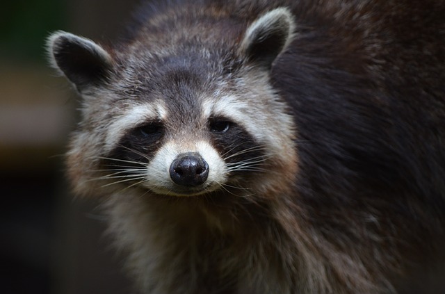 Raccoon - Public Domain