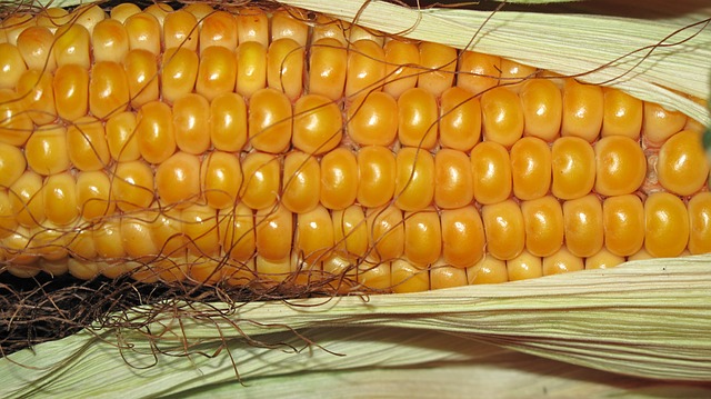 Corn - Public Domain