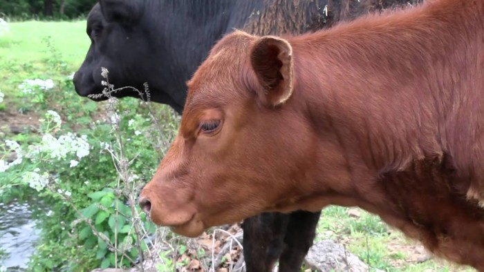 Red Heifer