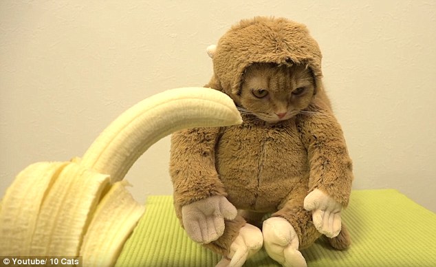 Cat Monkey - YouTube