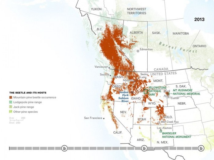 Mountain Pine Beetle